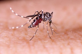 Dengue, Zika, Chikungunya, Fieber, Aedes Mücke, Mücke