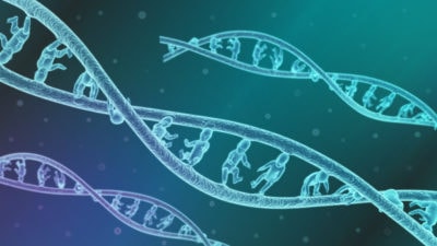 Ein internationales Forschungsteam hat ein neues "Pangenom" als Referenz für genetische Analysen und Experimente erstellt. Dieses basiert auf dem Erbgut von 47 Menschen unterschiedlichen Geschlechts oder Herkunft.