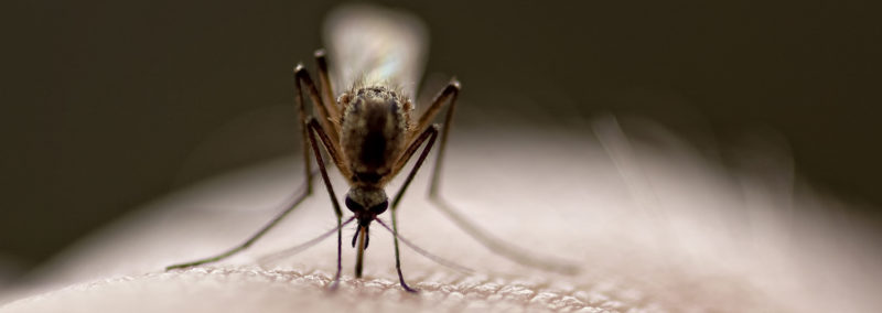 Mittlerweile kann das West-Nil-Virus in Deutschland in Mücken überwintern und vereinzelt auf den Menschen übertragen werden. Vor allem in der Mitte Ostdeutschlands könnte es im Sommer Infektionen geben. Ärztinnen und Ärzte sollten daher die Symptome im Blick haben, rät das Robert Koch-Institut.