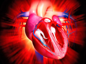 Herz Kreislauf Blutgefäße