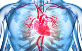 Herz Organ