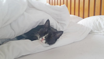 ... denn was bei unseren Haustieren, besonders Katzen, zu deren großen Zufriedenheit bestens klappt, kann bei uns Menschen zum Problem werden. Eine Nacht durchschlafen, mal wieder gut schlafen – davon können immer mehr Menschen nur träumen. Warum das so ist, beschäftigt die Schlafmediziner seit Längerem.
