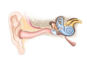Zeichnung des Ohrs