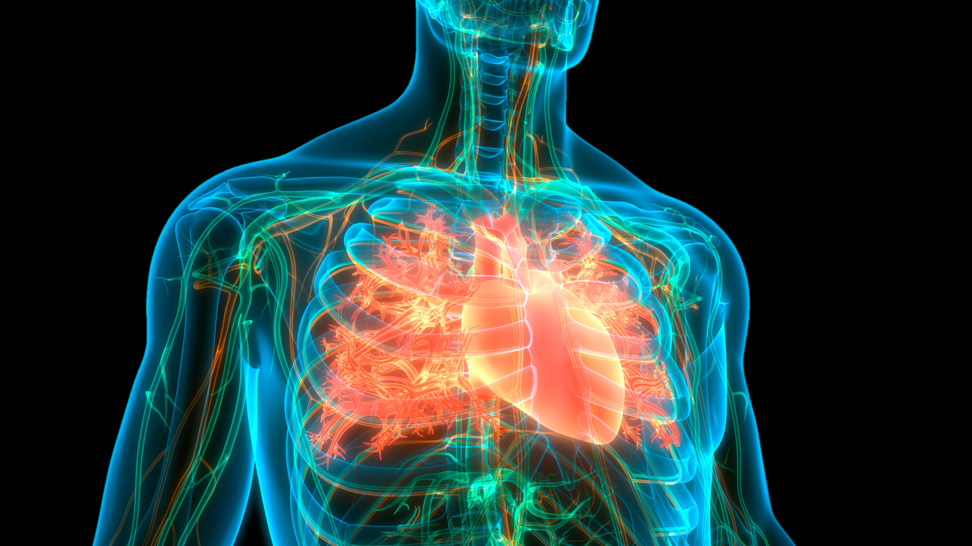 Herzrasen und Herzstolpern - in Deutschland leiden rund 1,8 Millionen Menschen an Vorhofflimmern. Nicht alle Betroffenen spüren ihren chaotischen Herzschlag. Bei jedem zweiten Betroffenen tritt Vorhofflimmern ohne Beschwerden auf. Dabei ist eine Behandlung sehr wichtig, um das Schlaganfallrisiko zu senken.