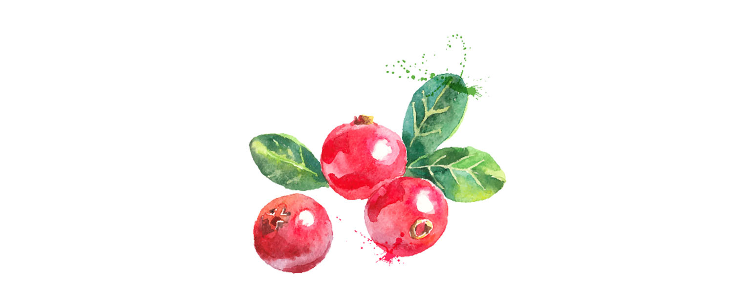 Illustration, Cranberry